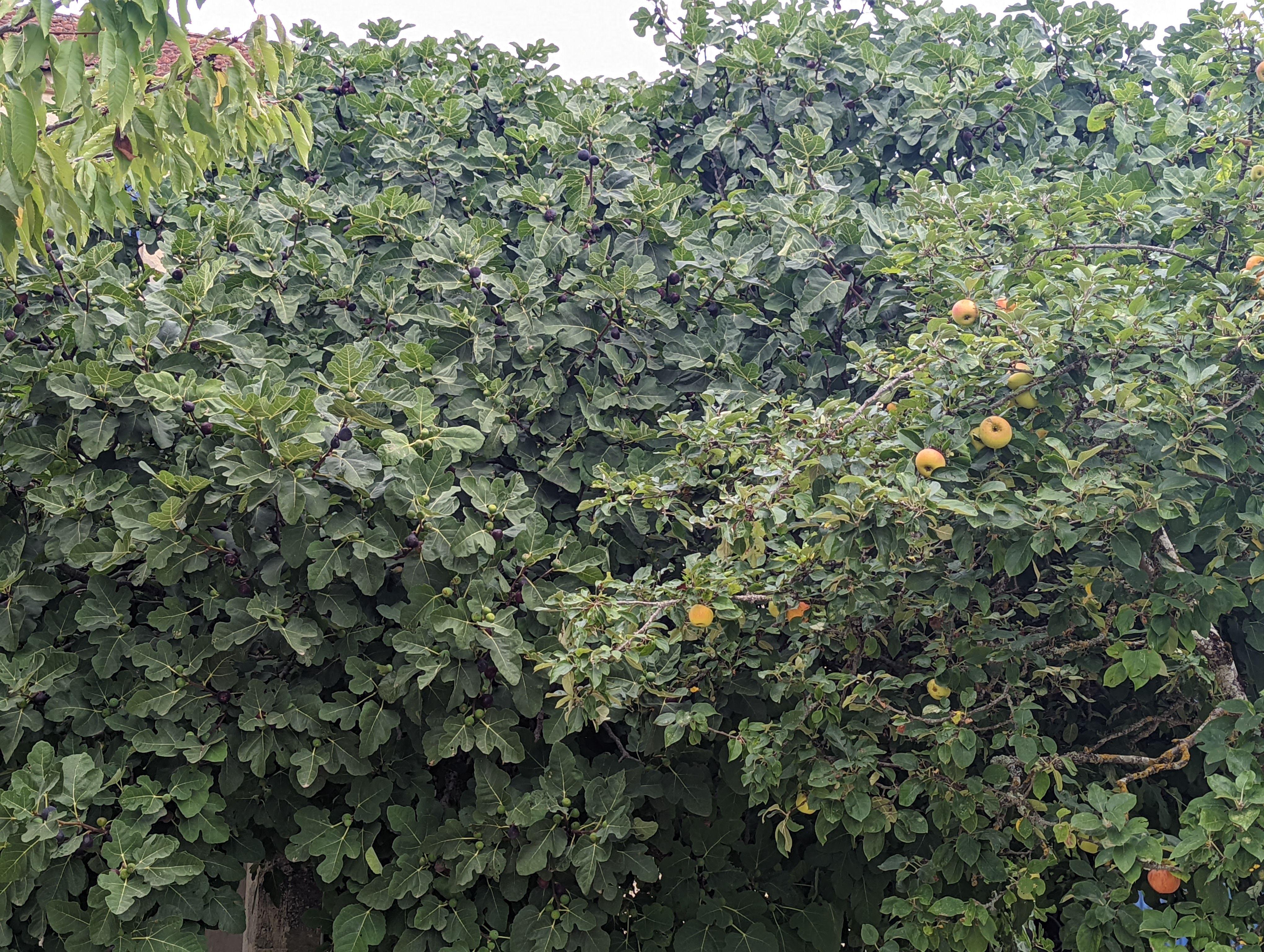 Fruit trees