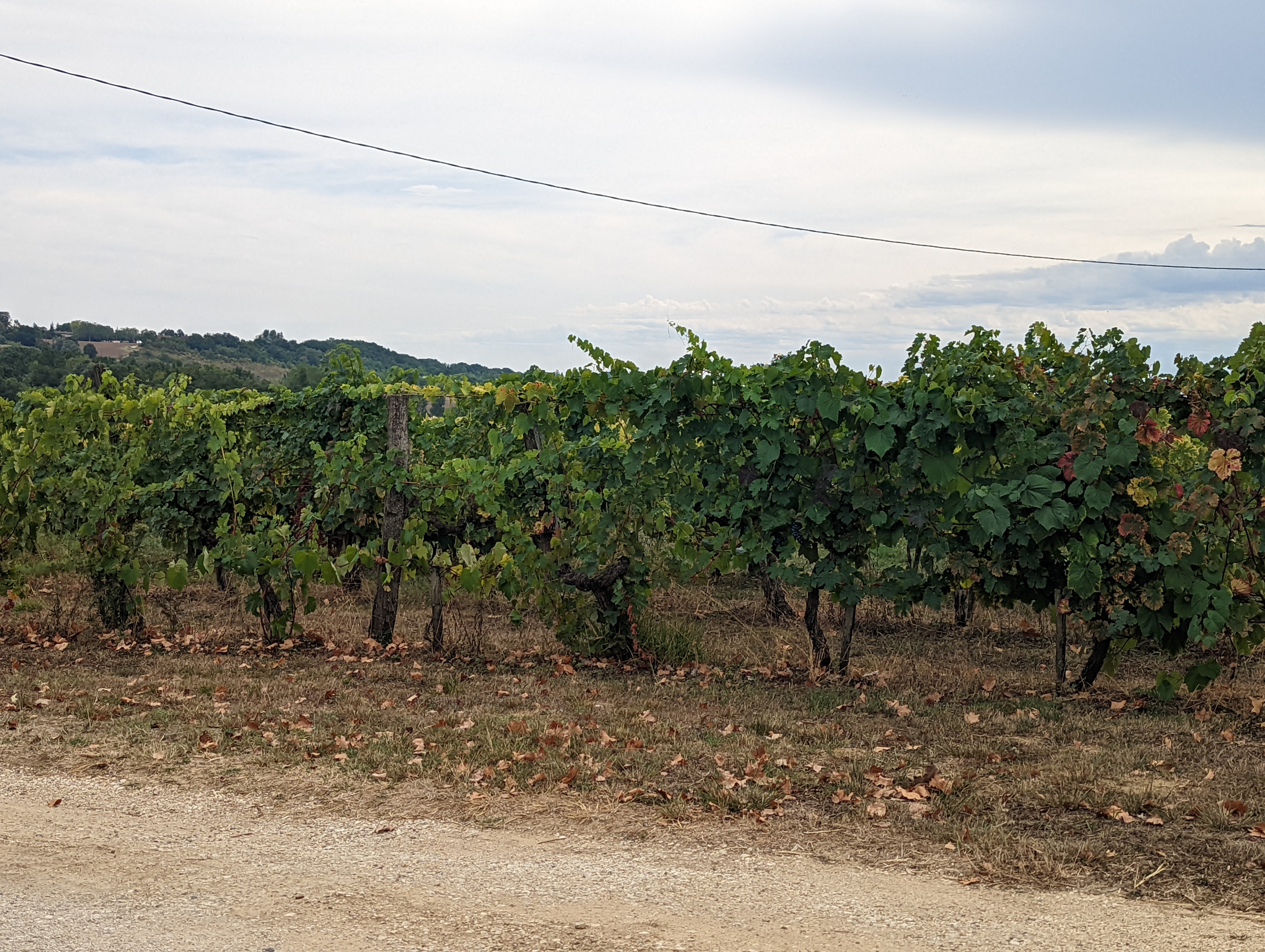 a small vineyard