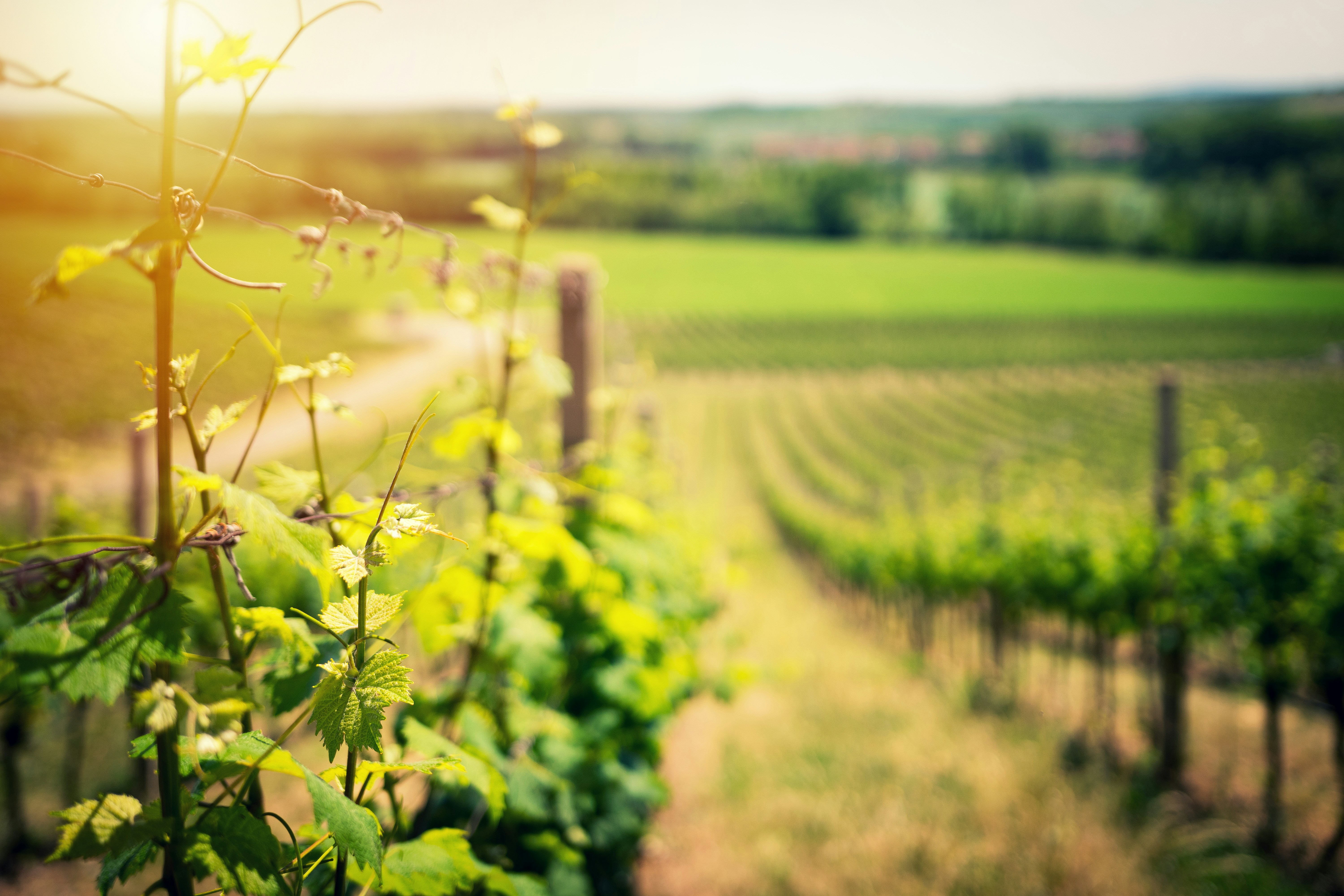 Early morning at a vineyard