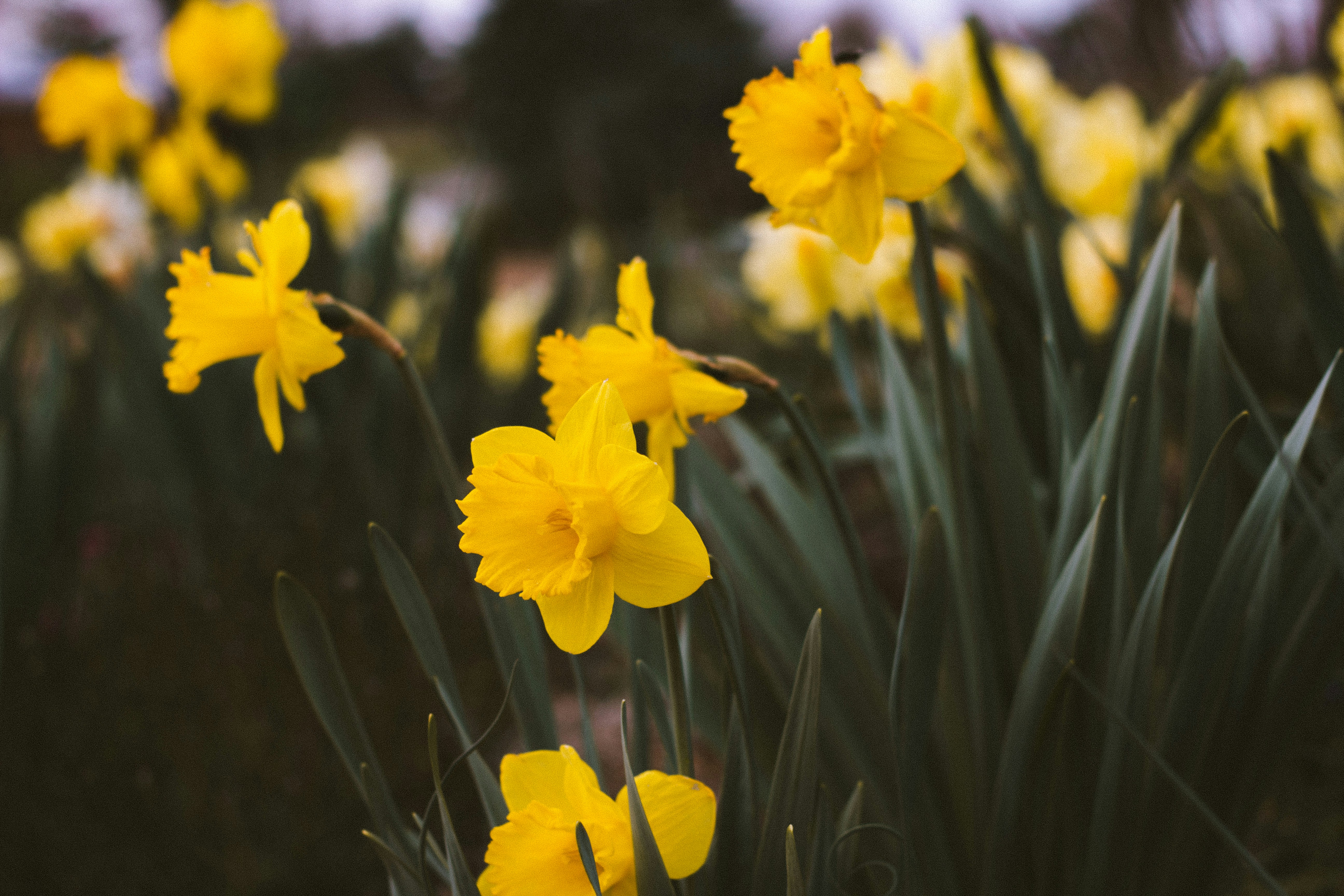 Daffodils