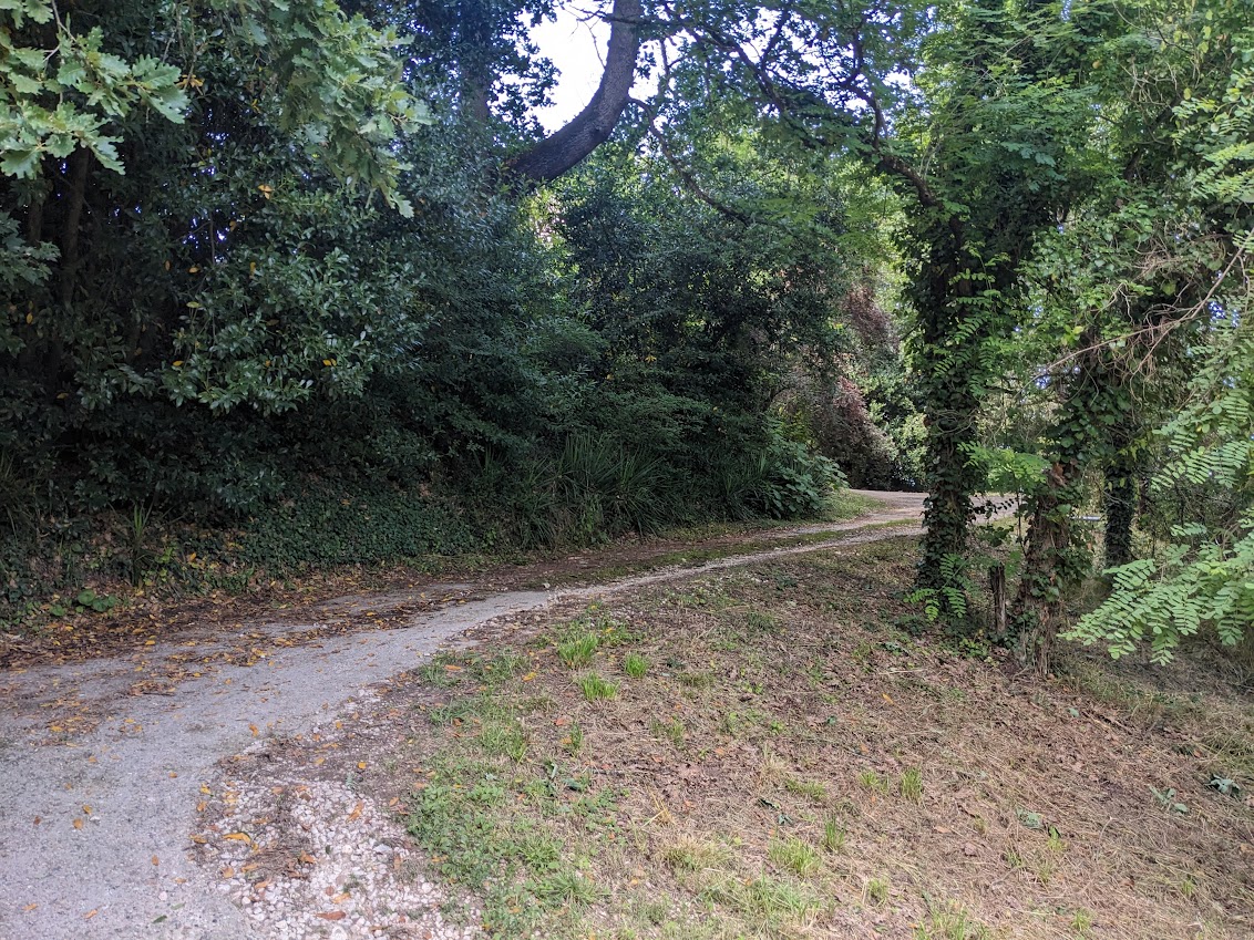 Driveway flagged by trees