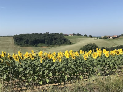 Sunflowers in rural France